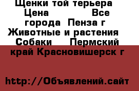 Щенки той терьера › Цена ­ 10 000 - Все города, Пенза г. Животные и растения » Собаки   . Пермский край,Красновишерск г.